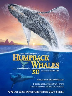 座头鲸 Humpback Whales (2015)