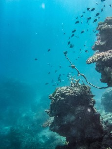 大堡礁 The Great Barrier Reef（1999）