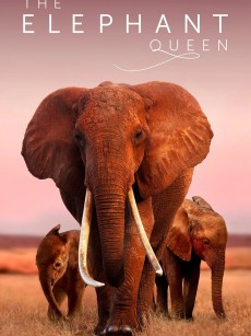 大象女王 The Elephant Queen (2018)