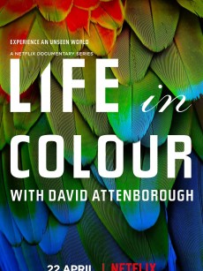 生命之色 Life In Colour (2021)