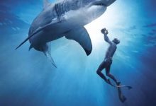 大白鲨 Great White Shark (2013)