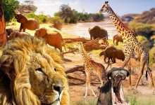 塞伦盖蒂：自然界最壮观的旅程 Serengeti: Nature’s Greatest Journey (2015)