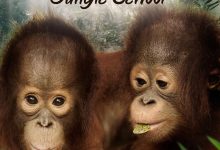 猩球学院 第1&2季  Orangutan Jungle School Season 1&2(2018)