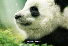 大熊猫 Pandas (2018)